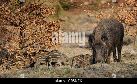 Wild boar (Sus scrofa), female, wild sow with shoats, captive, North Rhine-Westphalia, Germany, Europe Stock Photo