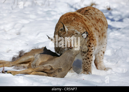 Lynx (Lynx lynx), male with prey, roe deer (Capreolus capreolus), enlosure, captive, Thuringia, Germany, Europe Stock Photo