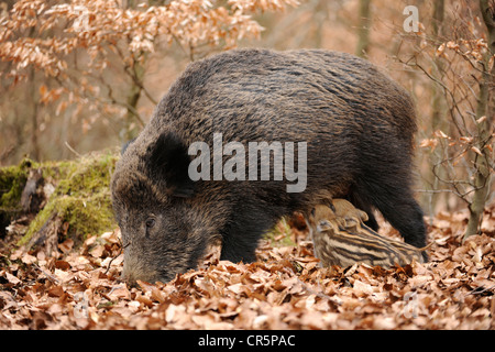 Wild Boar (Sus scrofa), sow with suckling piglets, Germany, Europe Stock Photo