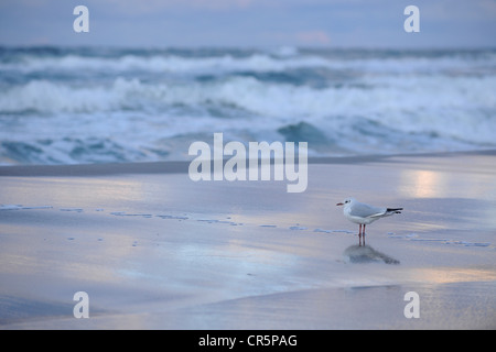 Black-headed Gull (Larus ridibundus) standing on a beach with atmospheric evening light, Darss Peninsula
