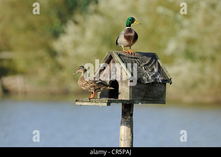 Mallard Ducks (Anas platyrhynchos), male and a female sitting on a nesting aid, a small wooden house that stands upright on a Stock Photo