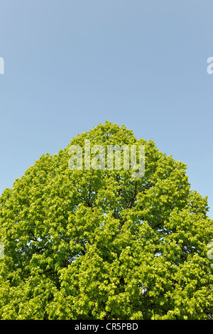 Crown of a Small-leaved Lime (Tilia cordata) against a blue sky, with space for text, Thuringia, Germany, Europe Stock Photo