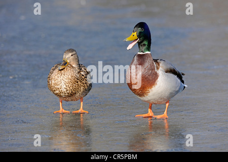 Mallard Ducks (Anas platyrhynchos), male and female standing on a frozen lake, the male has the beak wide open and is calling Stock Photo