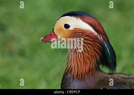 Mandarin Duck (Aix galericulata), drake, portrait, Germany, Europe Stock Photo