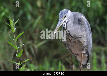 Grey Heron (Ardea cinerea) which has caught a large dragonfly, Germany, Europe Stock Photo