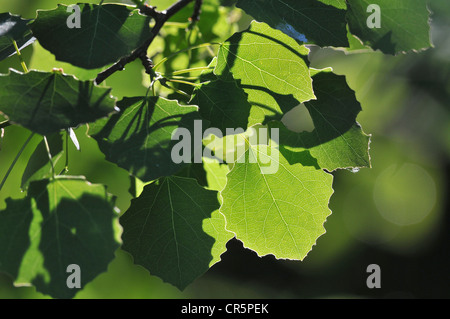 Aspen (Populus tremula), leaves with backlighting, Germany, Eurpoa Stock Photo