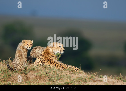 Cheetahs (Acinonyx jubatus), adult female and cub, Masai Mara, Kenya, Africa Stock Photo