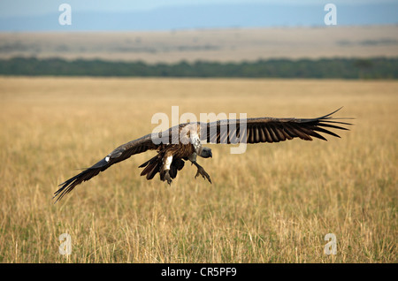 Lappet-faced Vulture (Torgos tracheliotus) landing, Masai Mara, Kenya, Africa Stock Photo