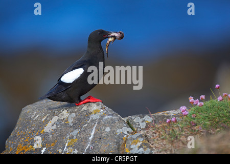 Black Guillemot or Tystie (Cepphus grylle), Flatey island, Iceland, Europe Stock Photo