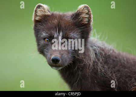 Arctic Fox (Alopex lagopus), portrait, West Fjords, Iceland, Europe Stock Photo