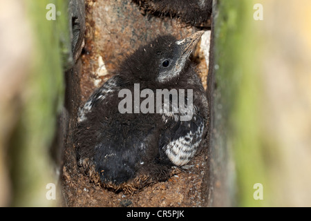 Black Guillemot (Cepphus grylle), fledgling in a breeding area, Flatey Island, Iceland, Europe Stock Photo