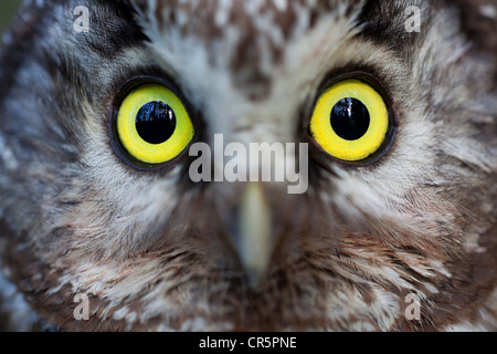 Tengmalm's owl (Aegolius funereus), portrait, Finland, Europe Stock Photo