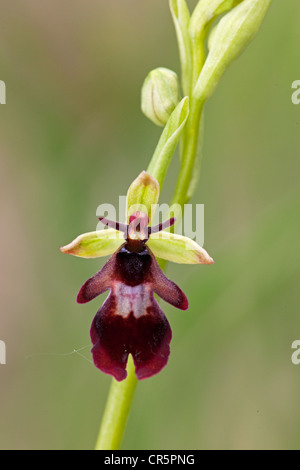 Fly orchid (Ophrys insectifera), Thuringia, Germany, Europe Stock Photo