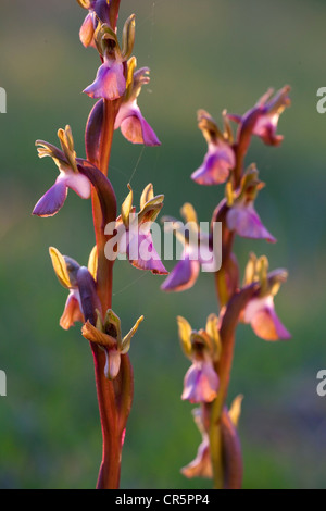 Fan-lipped orchid (Anacamptis collina), Sardinia, Italy, Europe Stock Photo