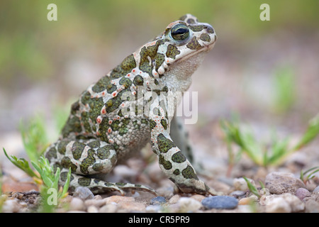 European green toad (Bufo viridis), female, Lake Neusiedl, Austria, Europe Stock Photo