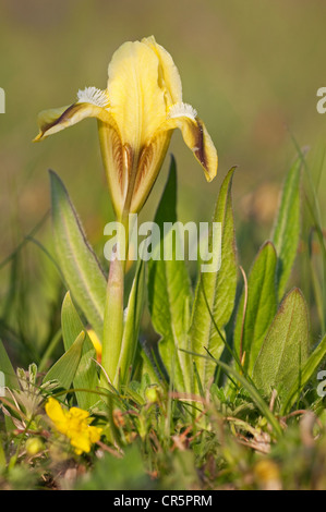Dwarf iris (Iris pumila), Lake Neusiedl, Austria, Europe Stock Photo