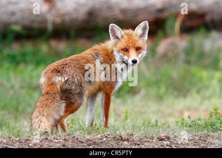 Red Fox (Vulpes vulpes), female, standing, alert, Neunkirchen, Siegerland district, North Rhine-Westphalia, Germany, Europe Stock Photo