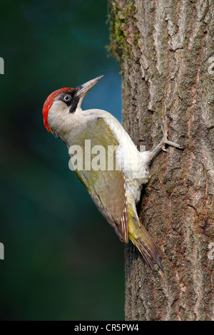 Green Woodpecker (Picus viridis), female on nisting tree, Neunkirchen, Siegerland, North Rhine-Westphalia, Germany, Europe Stock Photo
