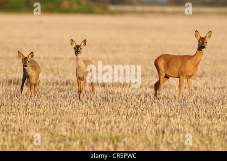 European or Western Roe Deer (Capreolus capreolus), doe on deer path in stubble field with her twin fawns, alert Stock Photo