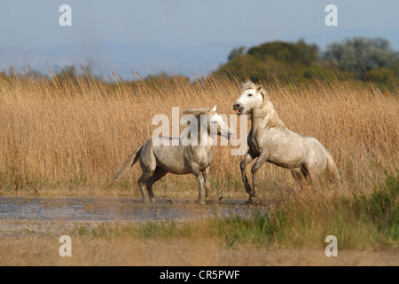 Two Camargue horses (Equus caballus), stallions fighting in shallow water, Camargue, France, Europe Stock Photo