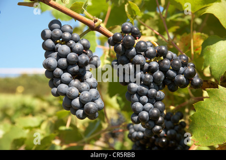Regent variety of red grapes on the vine Stock Photo