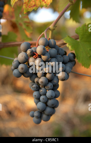 Regent variety of red wine grapes in the evening light Stock Photo