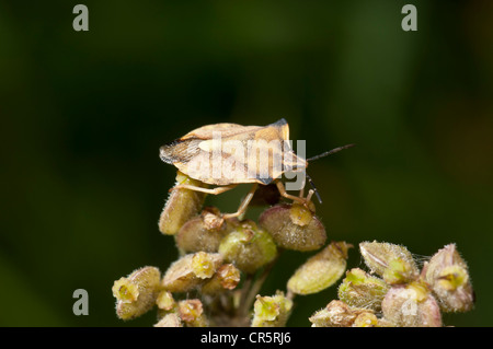 Shield Bug (Carpocoris fuscispinus) on flower seeds, Dreieichenhain, Hesse, Germany, Europe Stock Photo