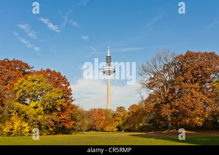 Europaturm tower, nicknamed 'Ginnheimer Spargel', in the evening light, autumn, Frankfurt am Main, Hesse, Germany, Europe Stock Photo