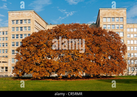 European Beech or Common Beech (Fagus sylvatica) in front of the Poelzig building at the Goethe University, autumn mood Stock Photo