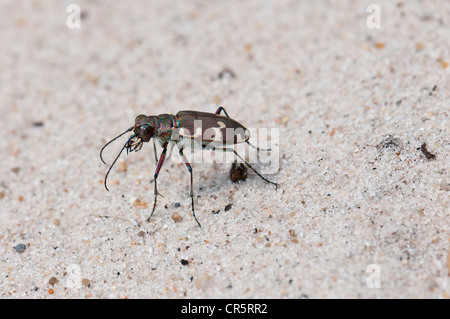Northern Dune Tiger Beetle (Cicindela hybrida), sand dunes at Henne Beach, West Jutland, Denmark, Europe Stock Photo