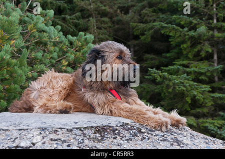 Briard, Berger de Brie, lying on a wall Stock Photo