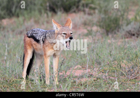 black-backed jackal single adult with mouth open Stock Photo