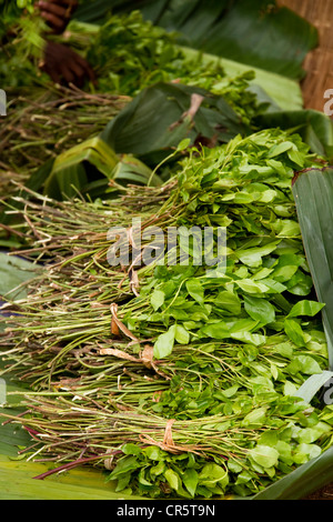 Khat, qat, gat or sallaa (Catha edulis) leaves for sale, Dimeka market, of the Hamer people, near Jinka, Lower Omo Valley Stock Photo