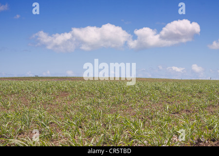 Green sugarcane field during summertime on the tropical island of Mauritius, Africa Stock Photo