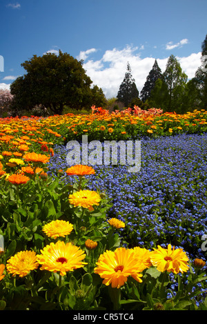 Spring Flowers, Pollard Park, Blenheim, Marlborough, South Island, New Zealand Stock Photo