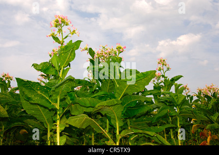 Flowering Tobacco (Nicotiana tabacum) plants, Canton of Zurich, Switzerland, Europe Stock Photo