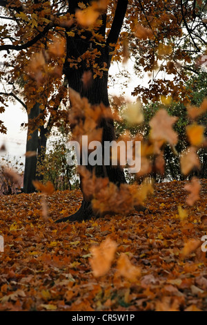 Autumnal leaves falling from a tree in the park of Spilberk castle, Spielberg, Brno, South Moravia, Moravia, Czech Republic Stock Photo