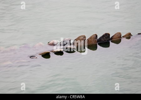 Nile crocodile (Crocodylus niloticus), detailed view of the tail, Djerba Explore Park, Midoun, Djerba, Tunisia, Maghreb region Stock Photo