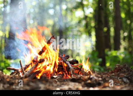 Bonfire in the forest. Stock Photo