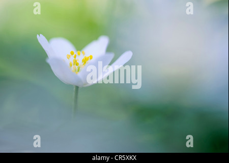 wood anemone (anemone nemorosa), germany Stock Photo
