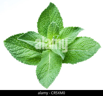 Leaves of mint on a white background Stock Photo