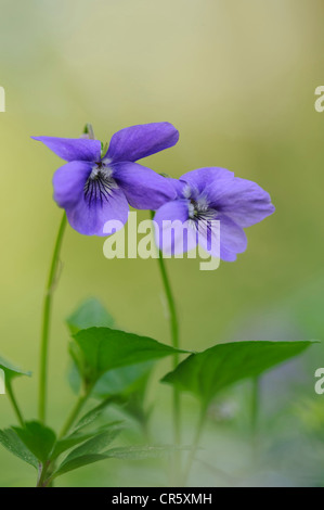 early dog-violet (viola reichenbachiana), germany Stock Photo