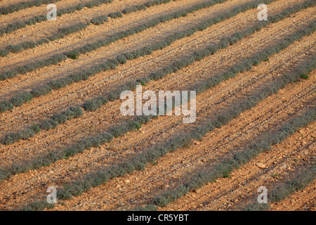 Lavender field in winter time Stock Photo