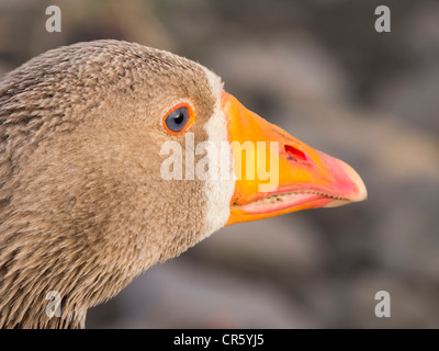 Greylag Goose Head Stock Photo