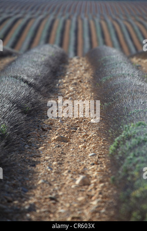 Lavender field in Provence Stock Photo