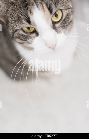 High angle view of a cat looking at camera Stock Photo