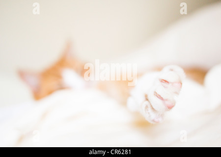 Close up of paw and claws of a cat Stock Photo