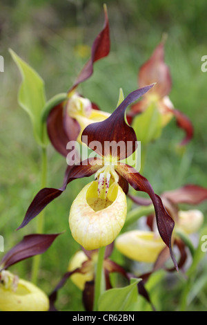 Lady’s Slipper Orchid Cypripedium calceolus Stock Photo