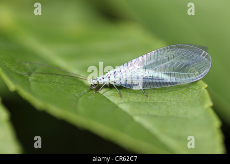 Green Lacewing Chrysopa perla Stock Photo
