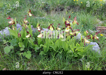 Lady’s Slipper Orchids Cypripedium calceolus Stock Photo